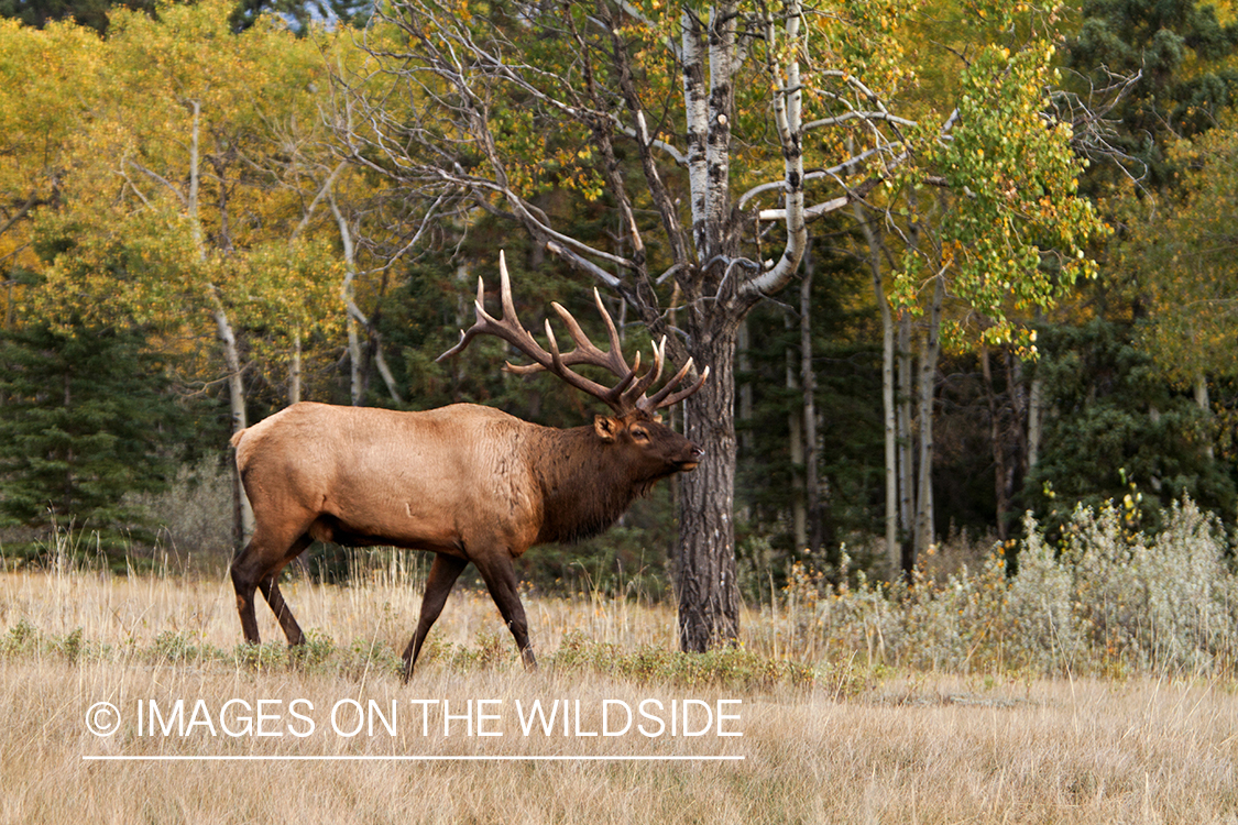 Rocky Mountain Bull Elk in habitat.