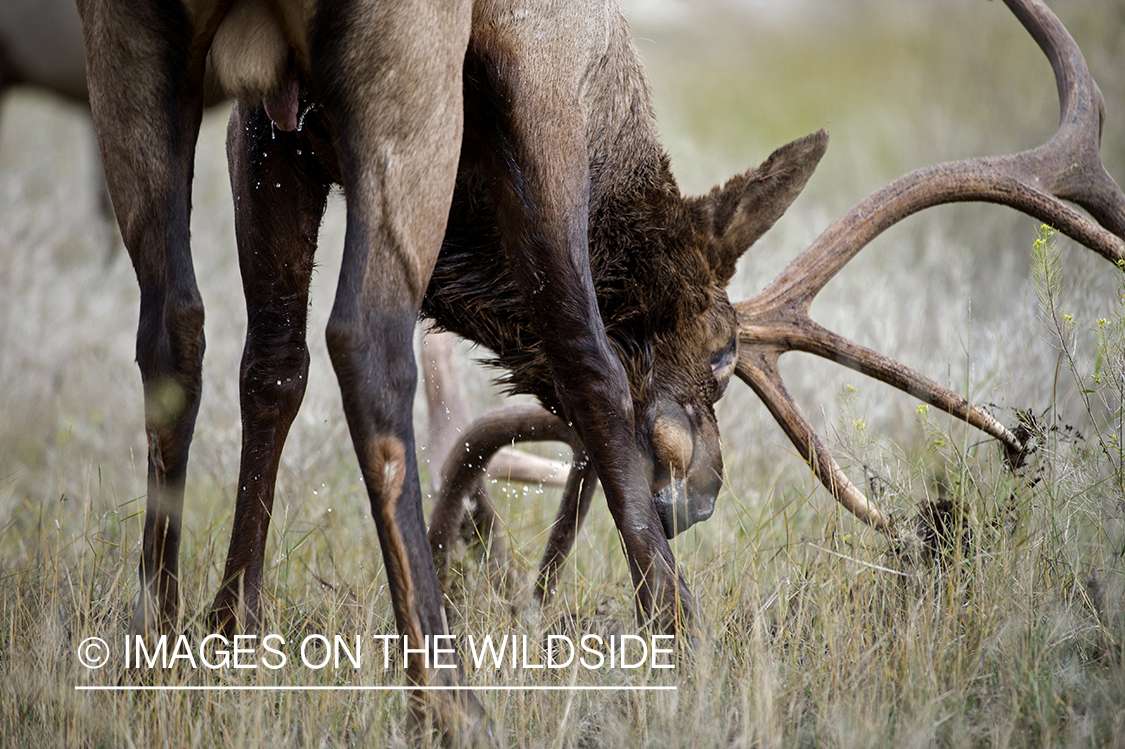 Bull elk making scrape.