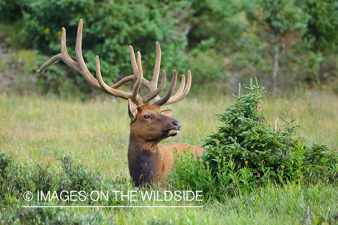 Rocky Mountain Bull Elk in Velvet.