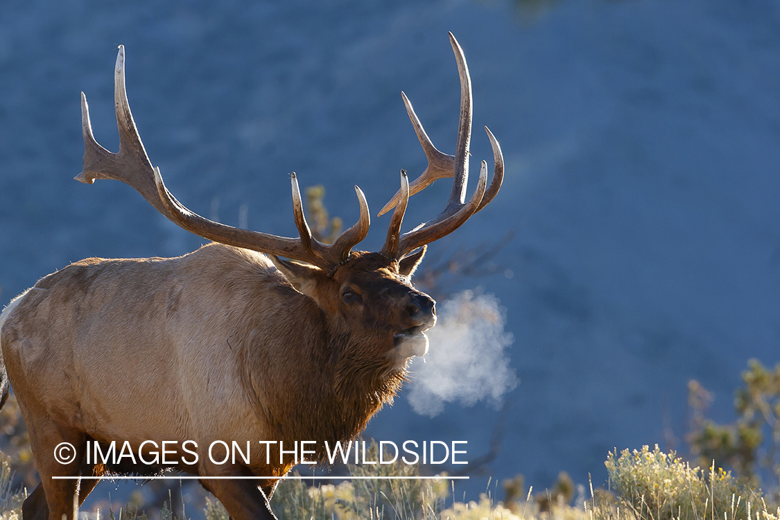 Elk bugling in field.