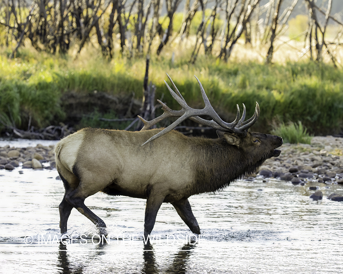 Bull elk bugling.