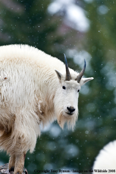 Billy Mountain Goat