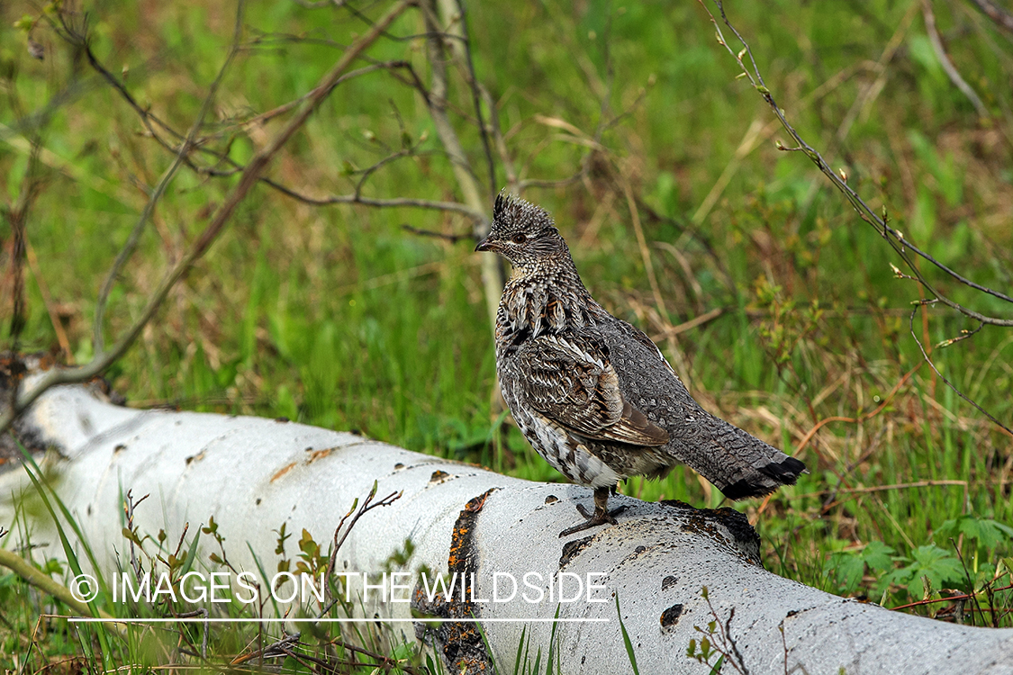 Ruffed grouse on fallen tree.