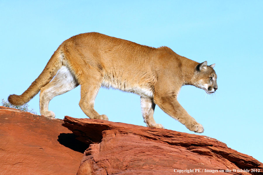 Mountain Lion in habitat.