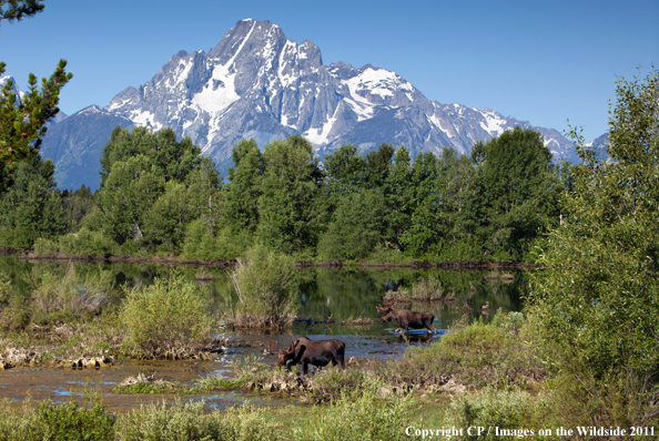 Shiras Moose in habitat. 