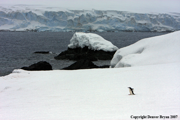 Chinstrap penguin in habitat