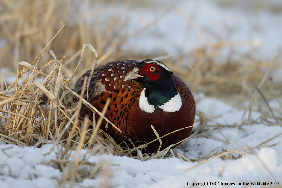 Ring-necked pheasant in field.