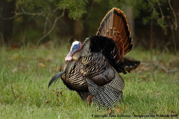 Eastern Wild Turkey