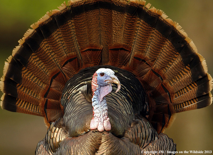 Eastern Wild Turkey