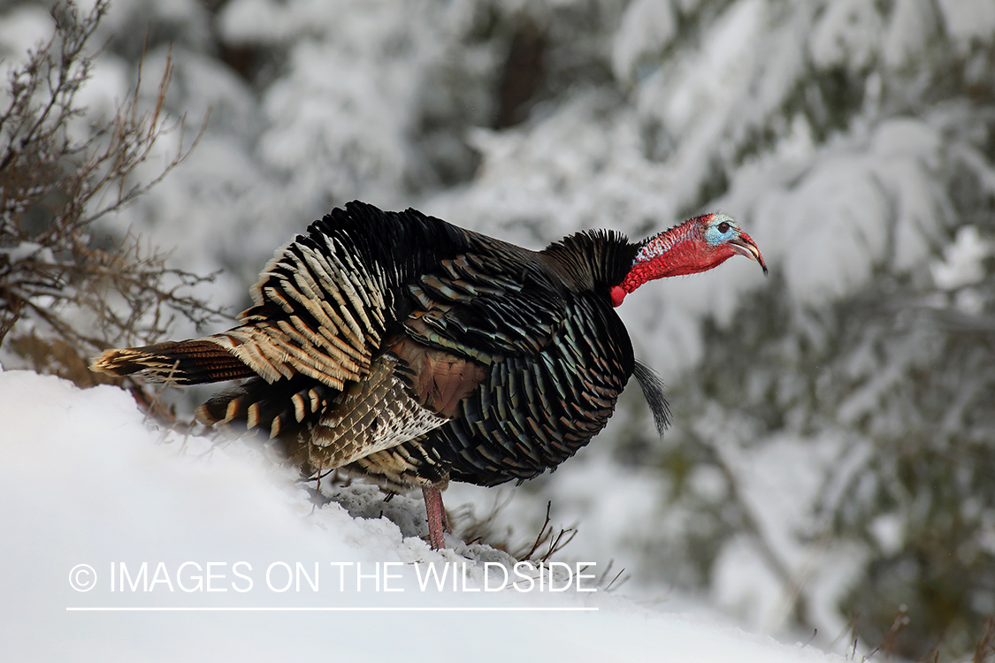 Merriam's turkey in snow.