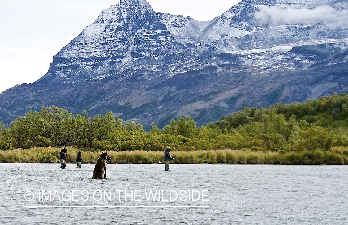 Flyfishermen flyfishing with brown bear watching. 