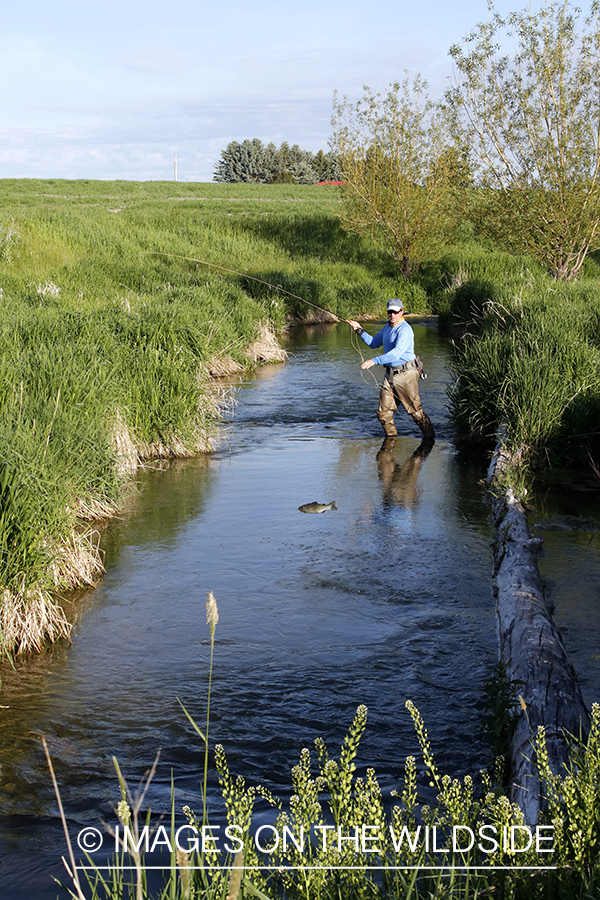 Flyfisherman with jumping trout on the line.