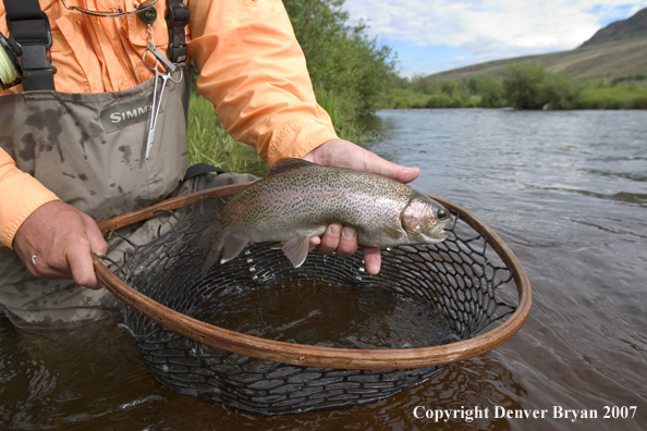 Flyfisherman with rainbow trout (close up of trout).