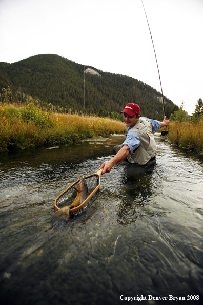 Flyfisherman Landing Cutthroat Trout