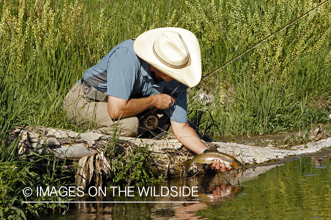 Flyfisherman releasing rainbow trout.