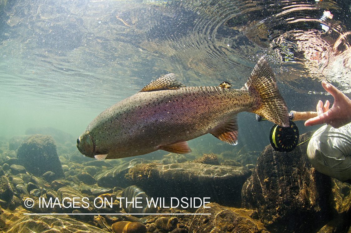 Flyfisherwoman realeasing rainbow trout. 