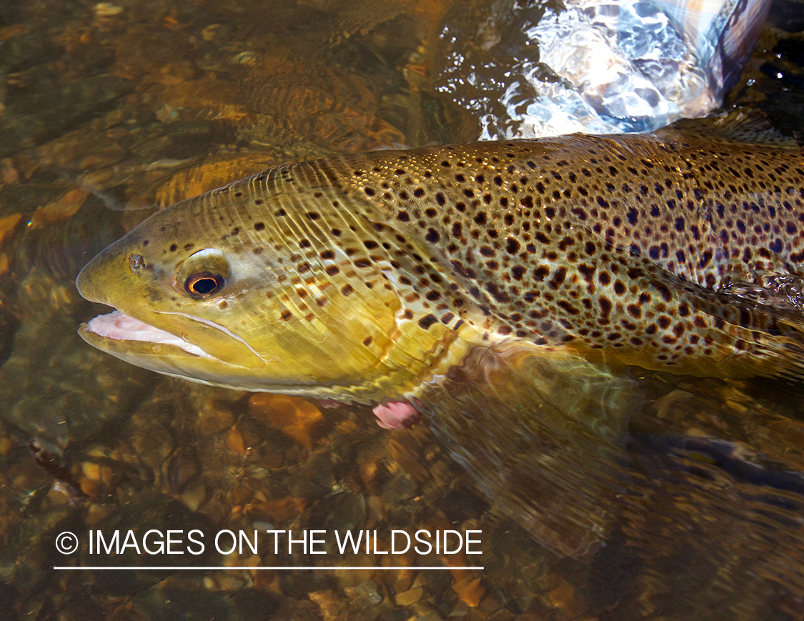 Flyfisherman releasing brown trout.