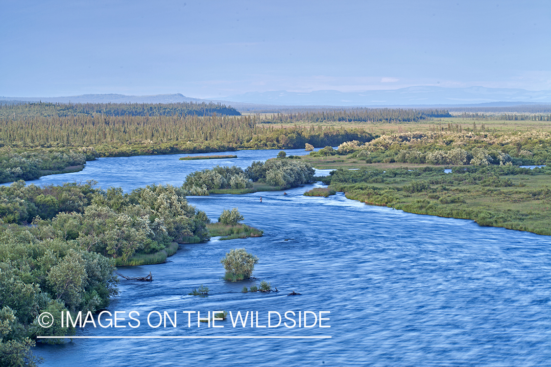 Aerial view of Alagnak river in Alaska. 