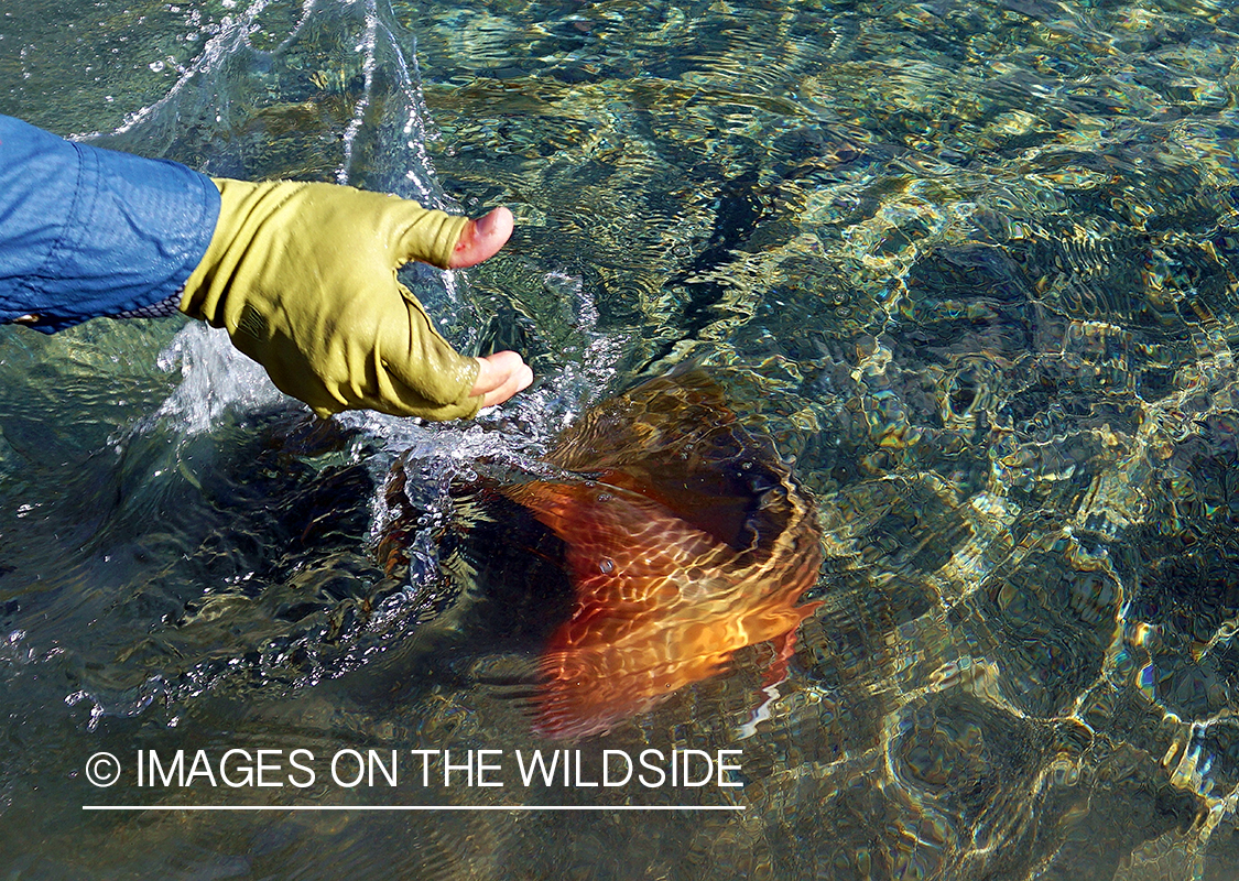 Flyfisherman releasing bull trout.