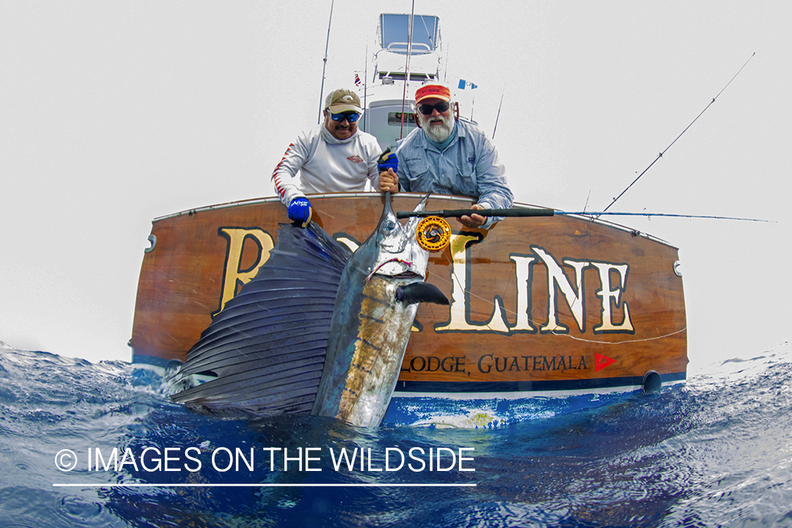 Flyfisherman landing Sailfish.