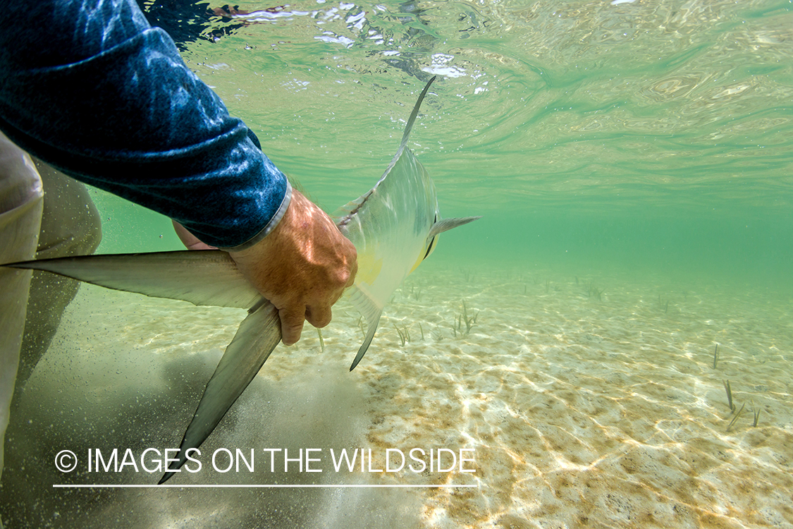 Flyfisherman releasing Permit.