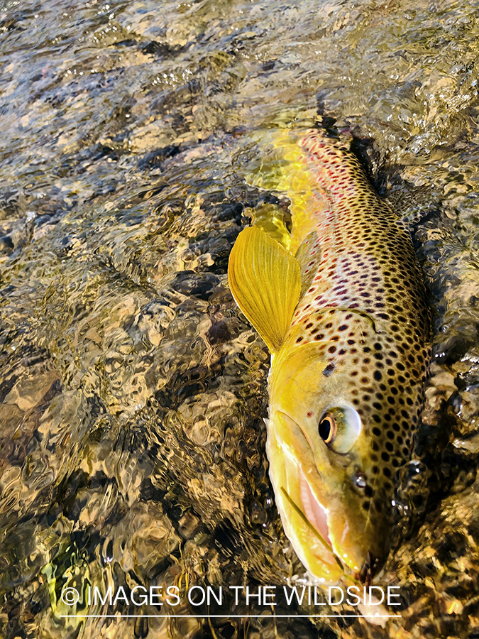 Releasing brown trout.