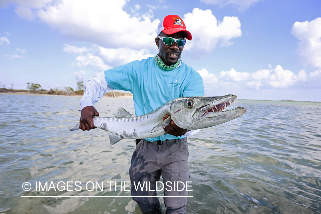 Flyfisherman releasing Barracuda.