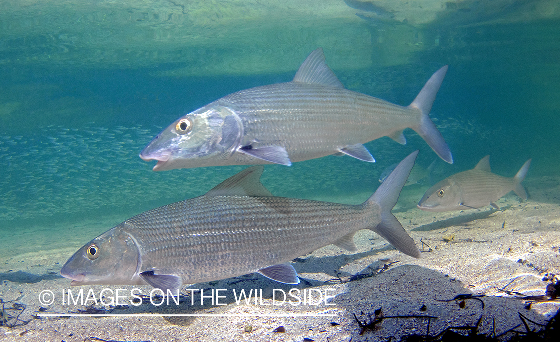 Bonefish in habitat.