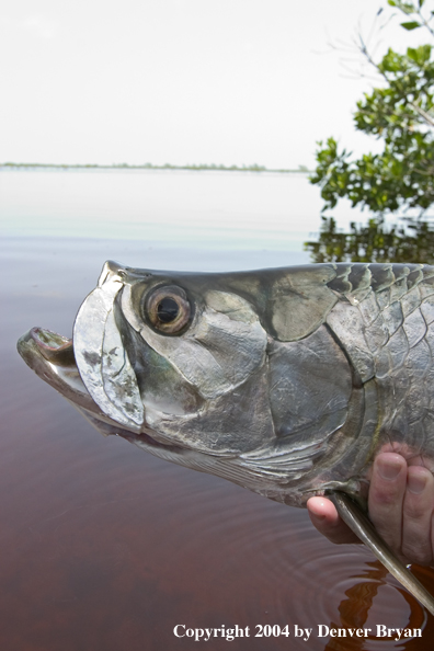 Flyfisherman w/tarpon 