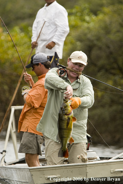 Fisherman releasing Peacock Bass