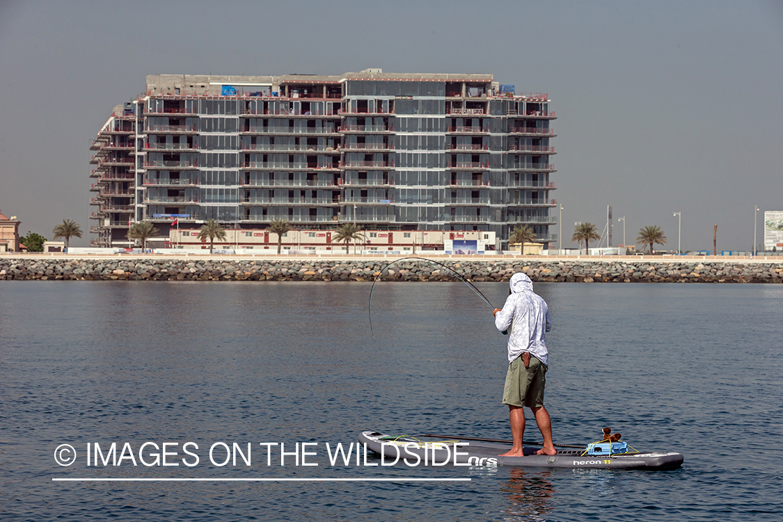 Flyfishing for queenfish off the coast of Dubai, UAE.