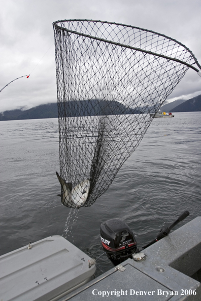 Netted salmon.  