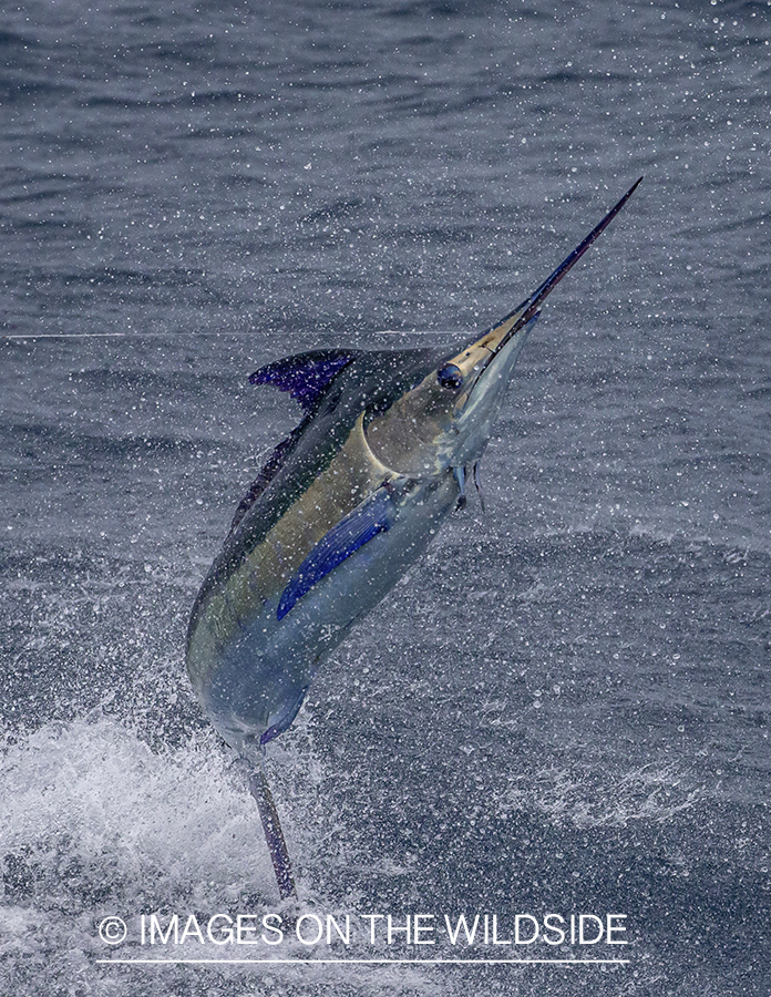 Marlin (blue) jumping.