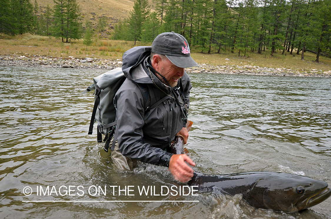 Fly fisherman releasing Taimen.