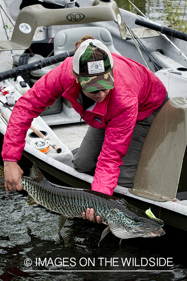 Flyfishing woman with tiger muskie.