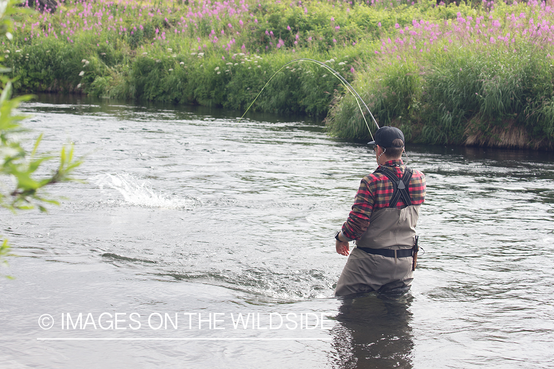 Flyfisherman fighting fish on the Sedanka river in Kamchatka Peninsula, Russia. 