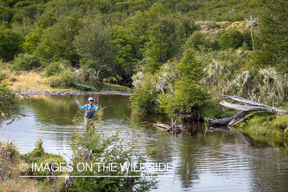 Woman fly fishing guide(Marcela Appelhanz) on stream.