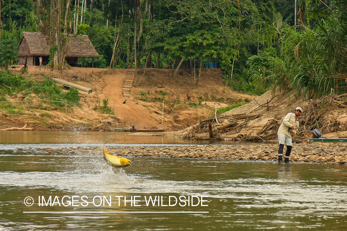 Fly Fisherman fighting a Golden Dorado.