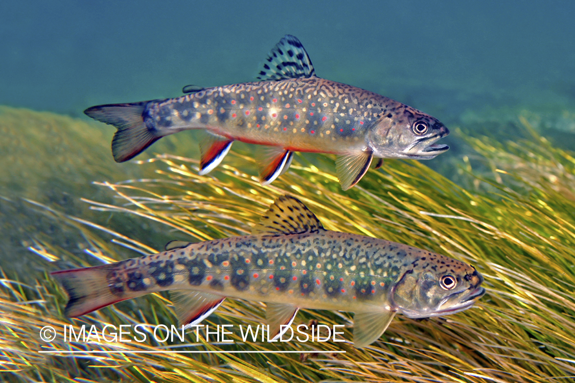 Brook trout in habitat.