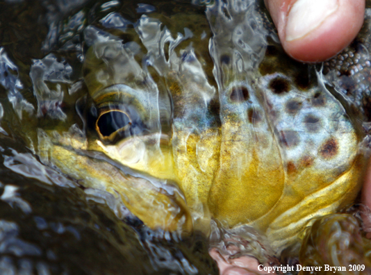 Brown trout underwater