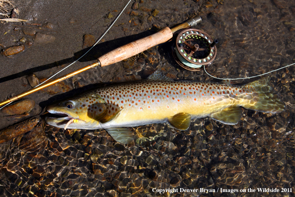 Brown Trout in stream by fly rod