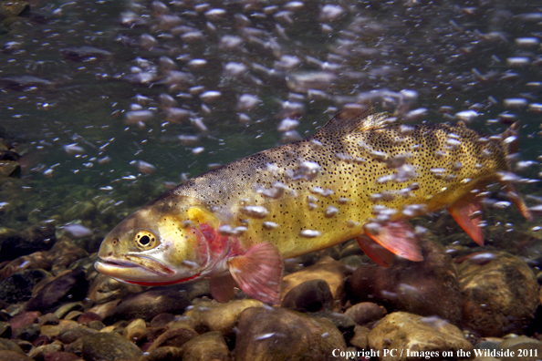 Snake River Fine Spotted Cutthroat, Hoback River, WY. 