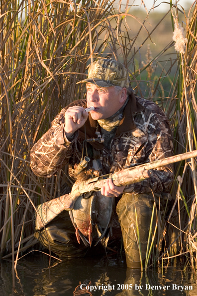 Duck hunter calling ducks from edge of marsh.