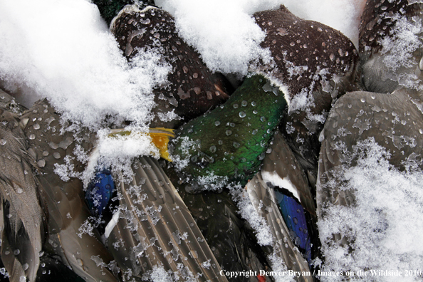 Bagged mallard in winter