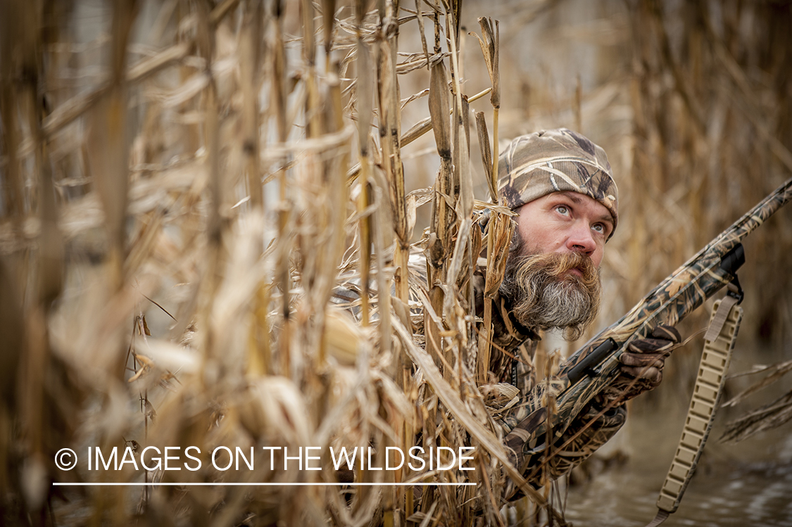 Waterfowl hunter camouflaged in wetlands.