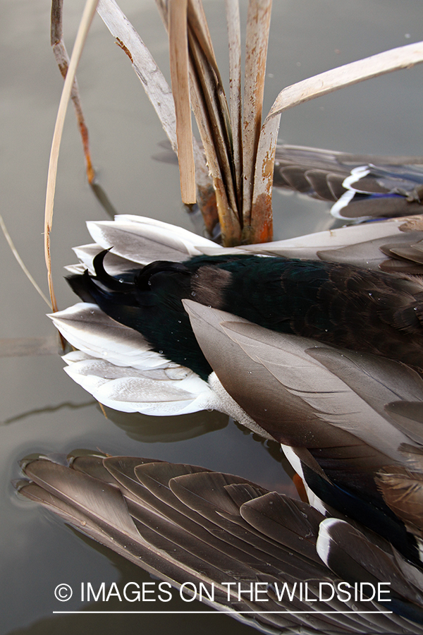 Mallard tail feathers.