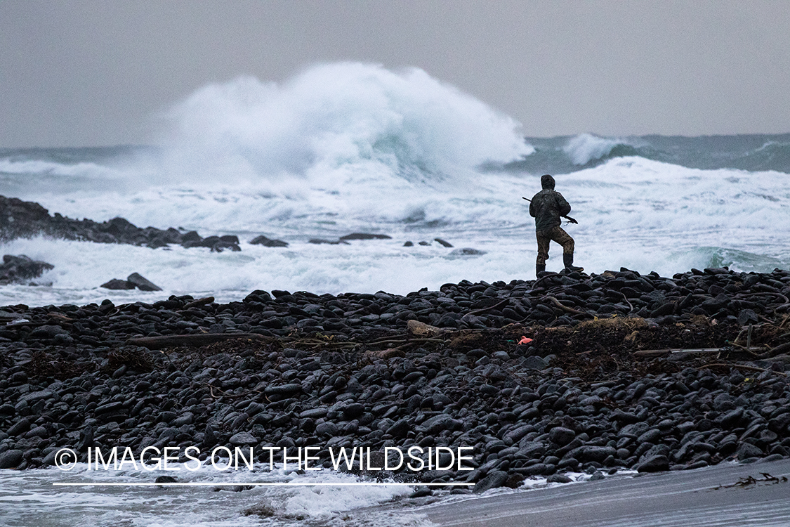 King Eider and Long-tailed duck hunting in Alaska, hunter looking for ducks.