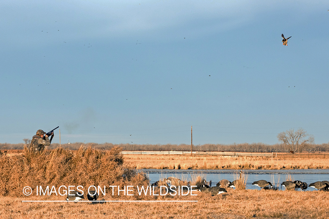 Hunting waterfowl in Nebraska.