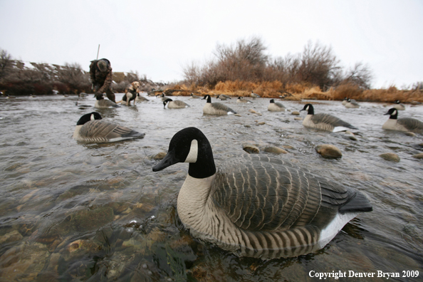 Setting Decoys