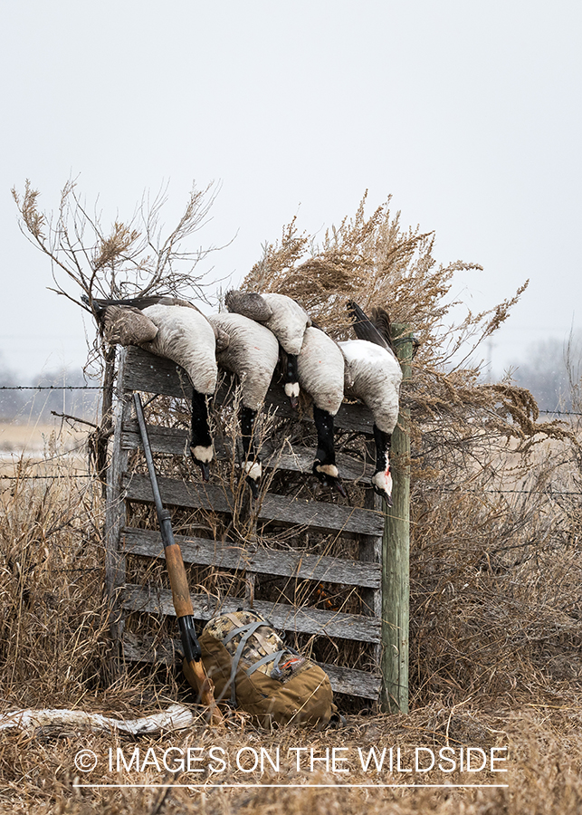 Bagged Canada geese.